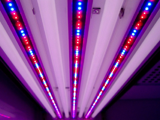 Fluorescent and Red and Blue Philips Green Power